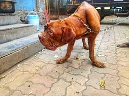 Humans failed them! These 3 Abandoned Dogs Need Your Help!