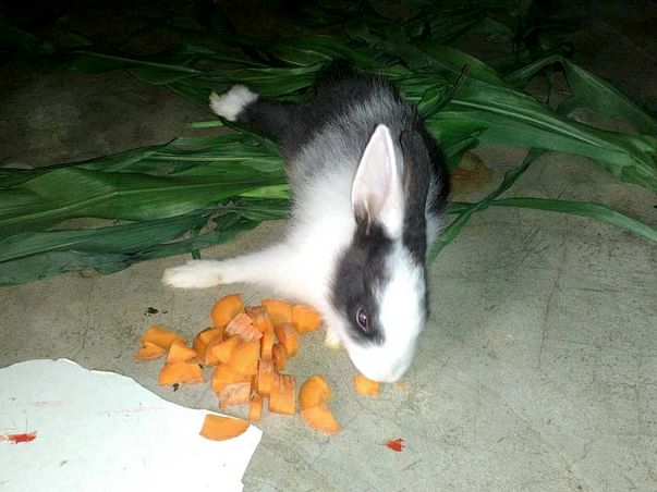 Help Bunny to Fight by Birth Paralysis