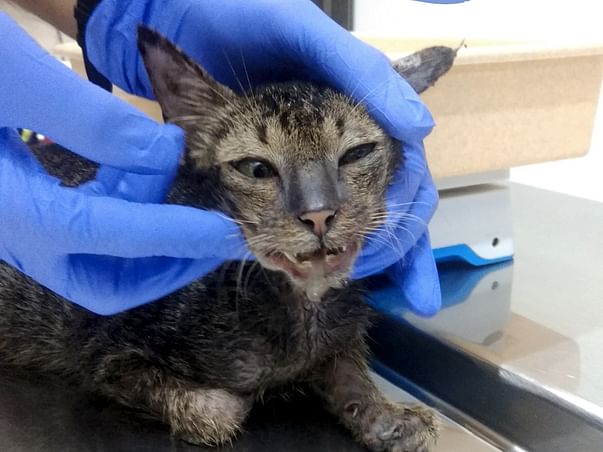 Kittens In Need of Urgent Help!