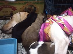 Parvo Case: BHOLI's son Cookie needs urgent medical care.