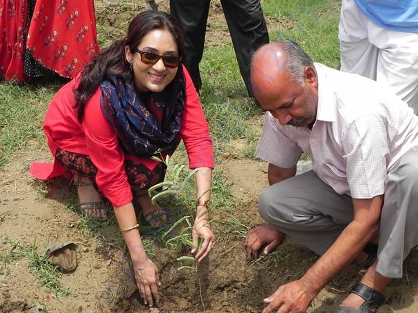 Tree Plantation
