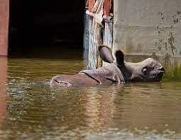 Flood water in kaziranga national park