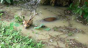 flood water