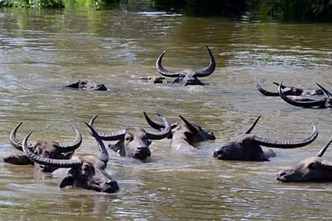 water in kaziranga park