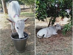 Provide Food And Shelter To These Old Cow's
