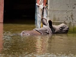 Food for Rescued Baby Rhinos from Flood in Kaziranga #AssamFloods