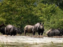 Fundraiser for Pobitora Wildlife Sanctuary & Flood Victims of Assam