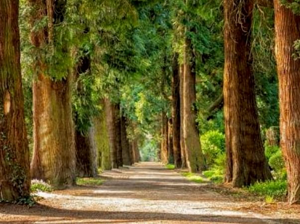 Save Nature, Plant Trees