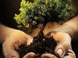 Save Trees