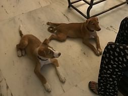 Help Chotu and Choti fly to Canada
