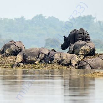 Kaziranga in Danger