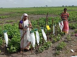Prevention Is Better..... Empowering Farmers To Resist Pest Attack