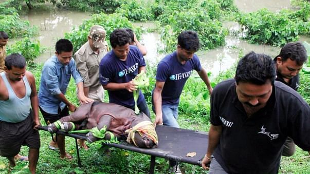 SAVE ASSAM SAVE WILD