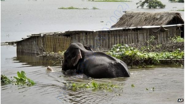 SAVE ASSAM SAVE WILD