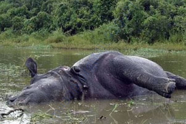 SAVE ASSAM SAVE WILD