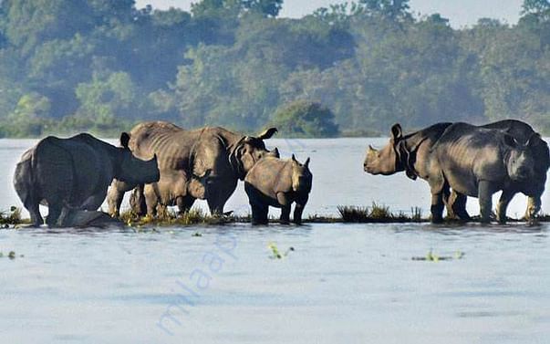 SAVE ASSAM SAVE WILD