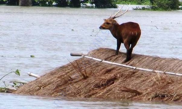 SAVE ASSAM SAVE WILD