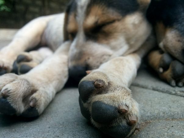 Help These Dogs Live A Better Life