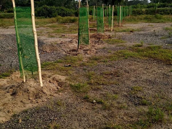 Planting Trees in Our area