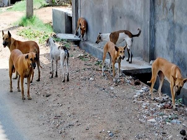 Home for Stray Dogs