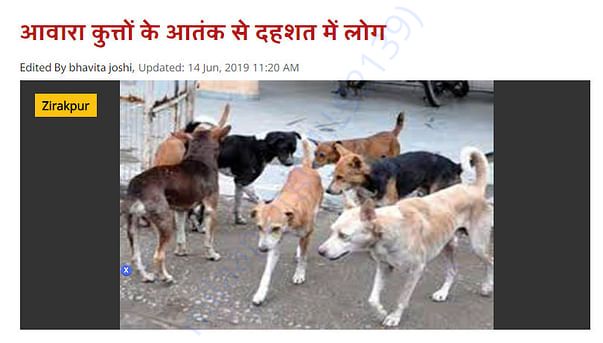 Dogs Problem