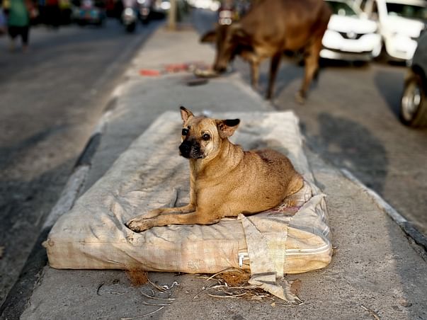 Dogs of Delhi - Sponsor a Stray