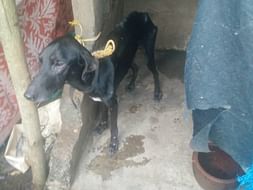 Help us save abused Blue