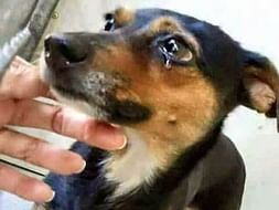 Help provide food for Street Animals