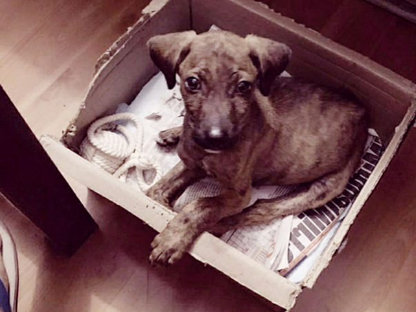 Help House of Paws