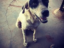 Help stray dogs receive a good nutritious meal .