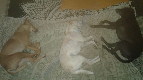My 3 Babies cannot Live without Me! need funds 2 fly 2 America with Ma