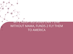 MY 3 ADOPTED DOGS CAN'T LIVE WITHOUT MAMA, FUNDS 2 FLY THEM TO AMERICA