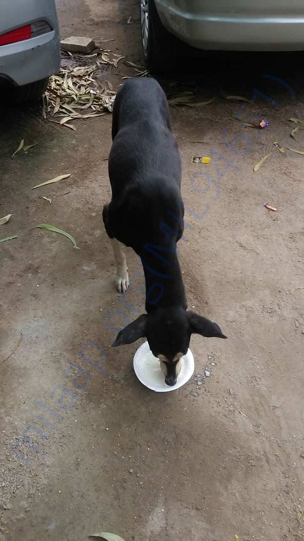 She need food supplies for them.