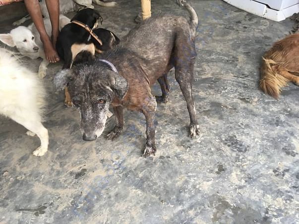 Kalu who needs immediate medical care. Need funds to treat him
