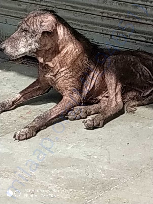 Dog needs mange treatment. Need medical aid for poor dog