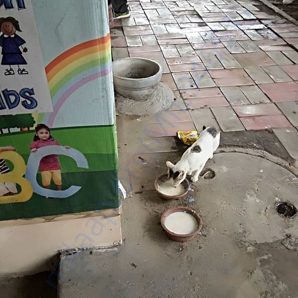 Care for all animals. Food for all. Cat outside her office