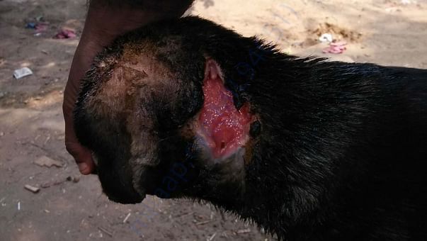 Immediate medical care needed.Need your support to raise funds