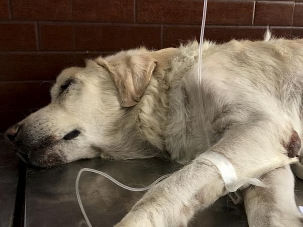 Help Boxer Recover From Kidney and Lung Infection