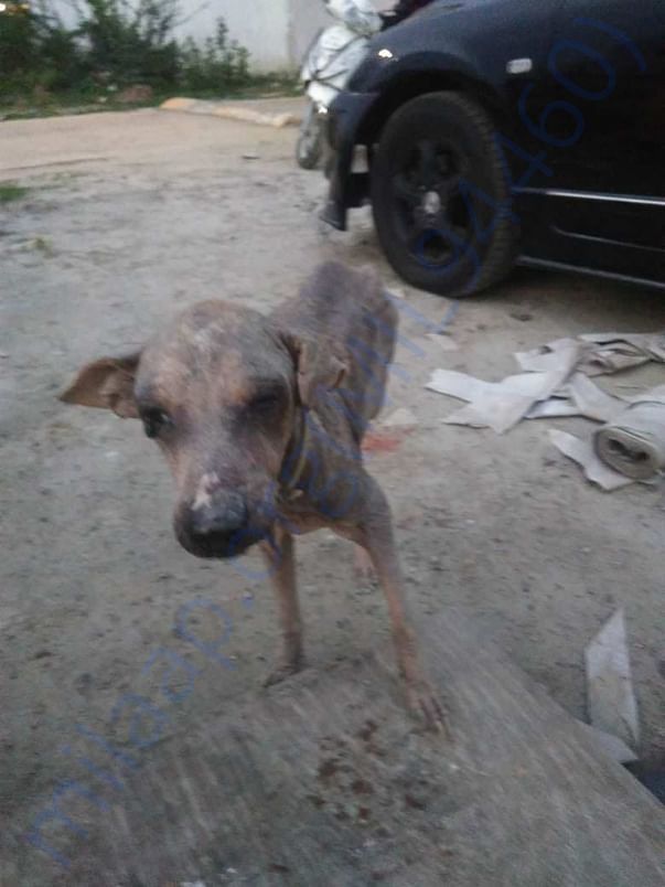 Poor homeless dog