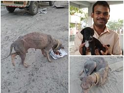 Maheshwaran seeks your help to save a poor homeless dog.