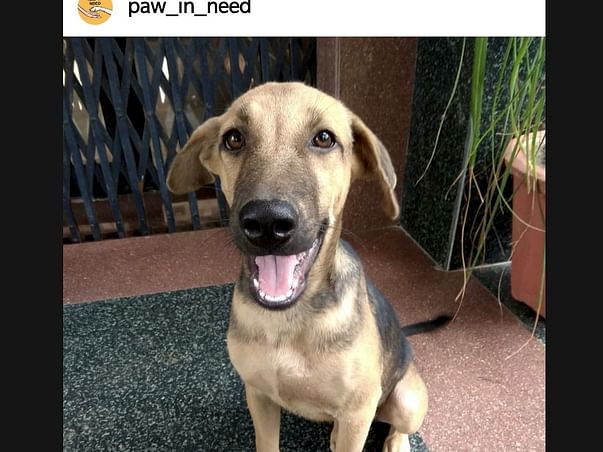 Help Lucky And Snoopy To Reach Their Forever Home