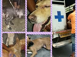 Help Buy Ambulance For Animals