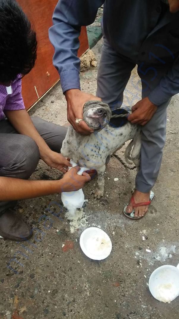 Treatment done for maggots case....it will go for 10 to 15 days more