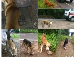 Help Us To Rescue Street Animals