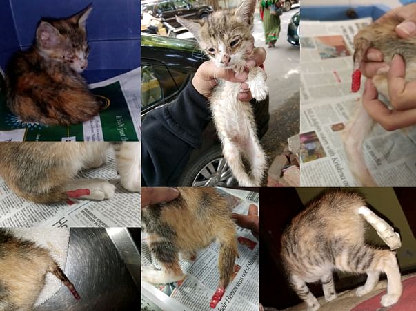 Help Mia, a 2 month old kitten for her tail amputation surgery!