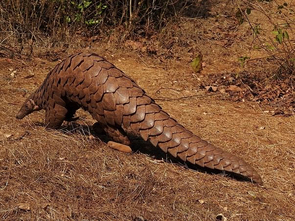 Save Pangolins in Sindhudurga District, Maharashtra, India