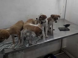 Help These Four Little Ladies Fly!