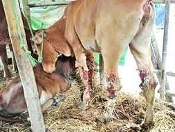 अतिवृष्ठी प्रभावित जानवरों की मदद करे