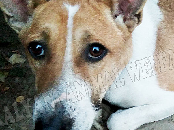 Madhusmita's fundraiser for Kalyani Animal Welfare Foundation (India)