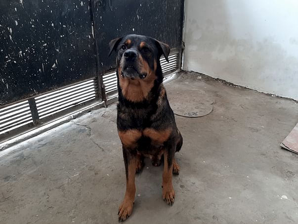 Help Rusty live the life he deserves!